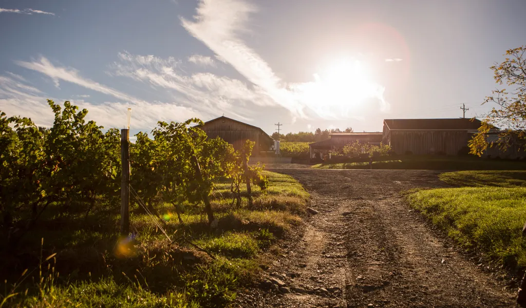 McGregor Vineyard photo 4