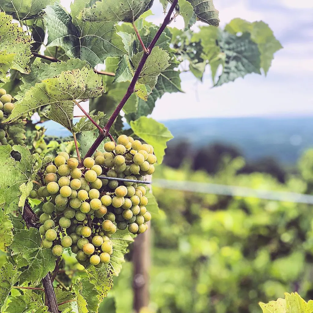 Bully Hill Vineyards photo 4