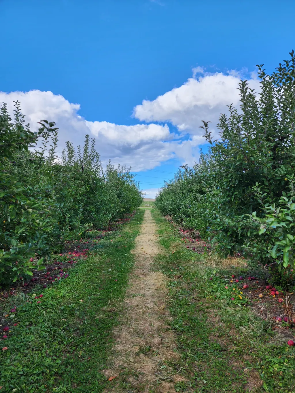 Apple Barrel Orchards and Cidery photo 4