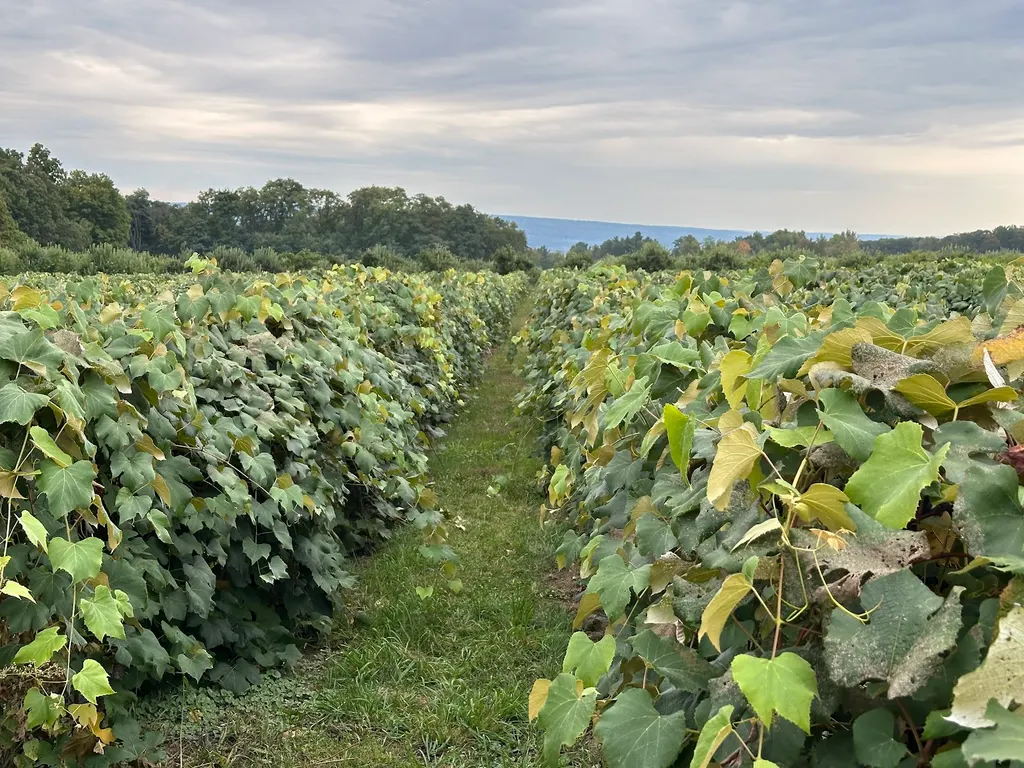Apple Barrel Orchards and Cidery photo 2