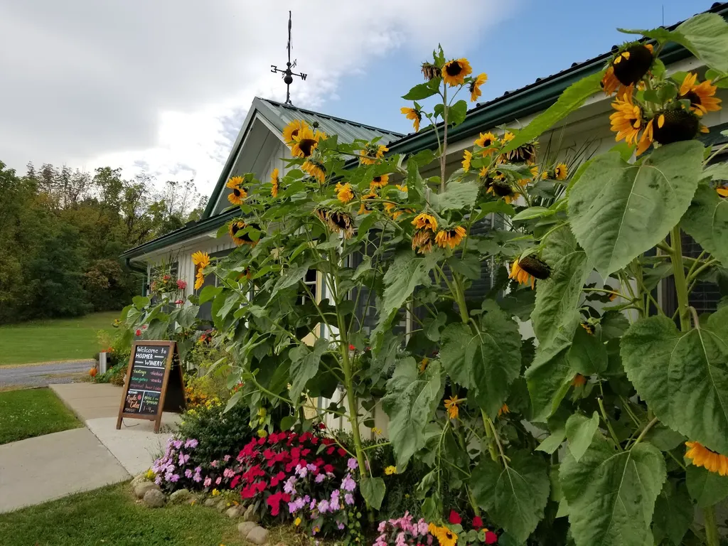Hosmer Winery photo 2