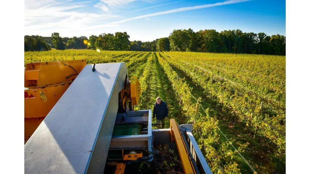 Bright Leaf Vineyard photo 4