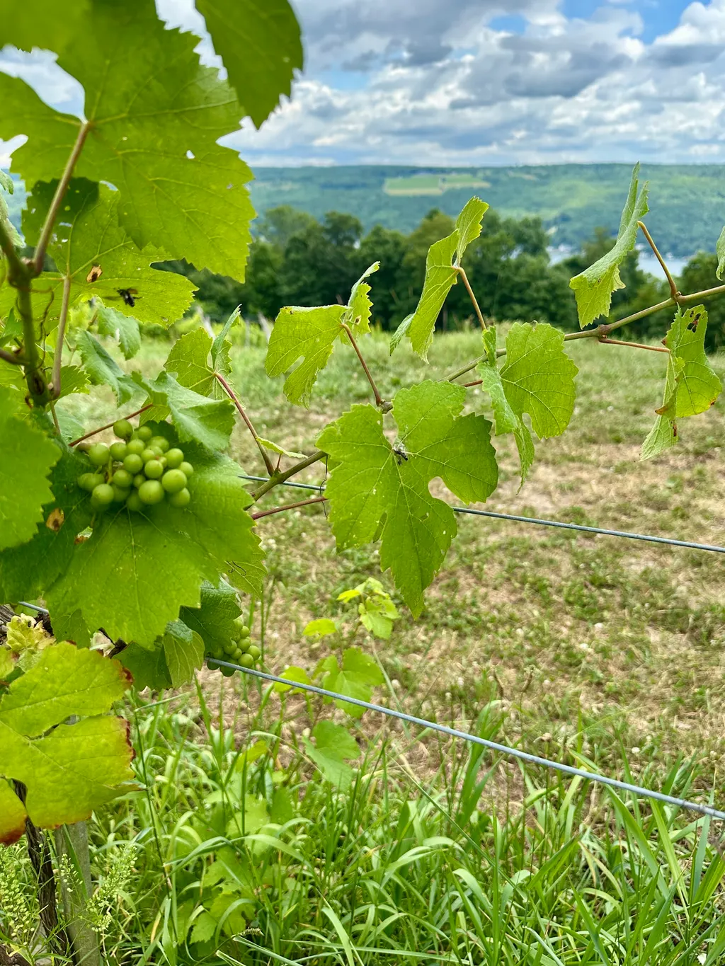 Keuka Lake Vineyards photo 5