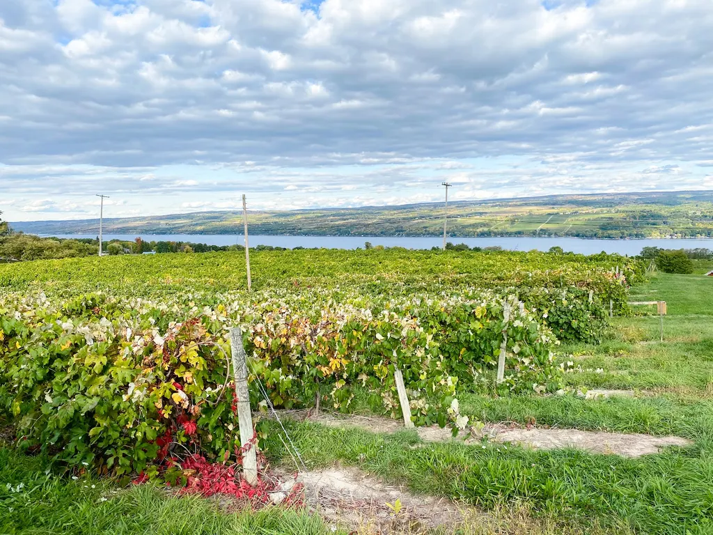 Fulkerson Winery photo 5
