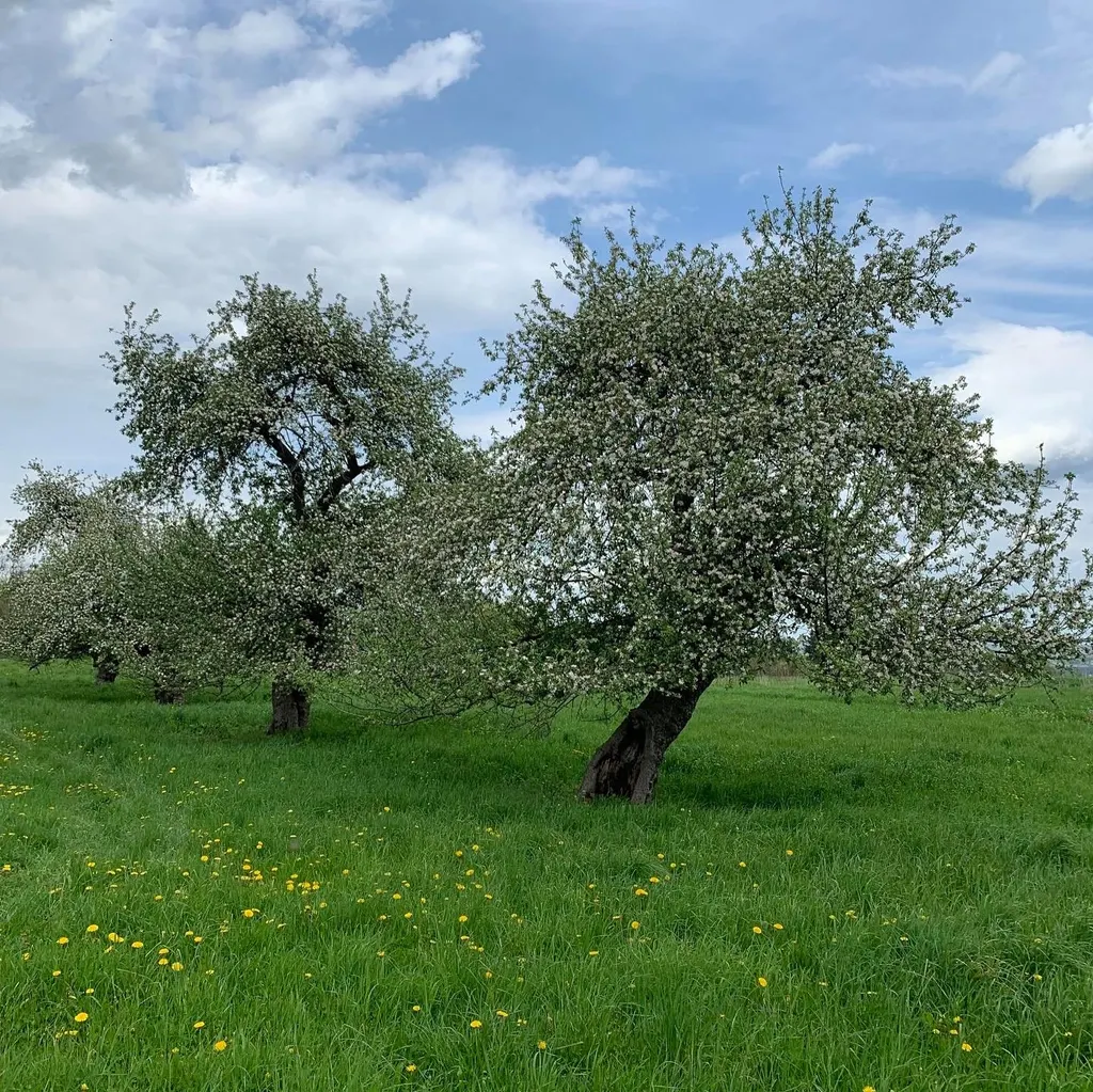 New York Cider Company photo 2