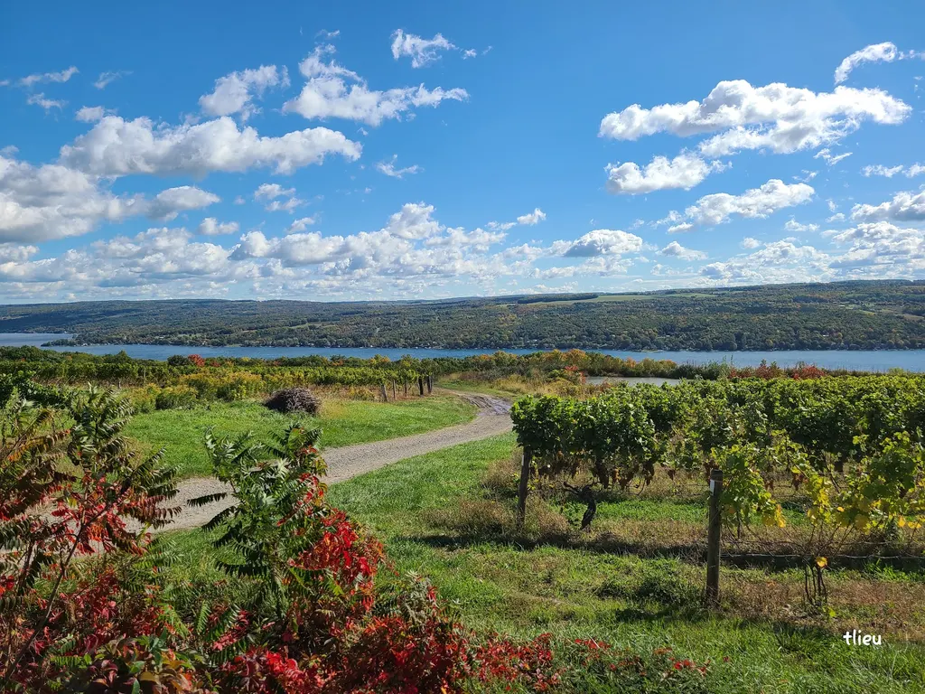 Dr. Konstantin Frank Winery photo 5