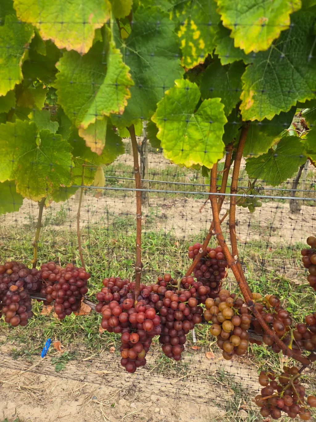 Kemmeter Wines photo 5