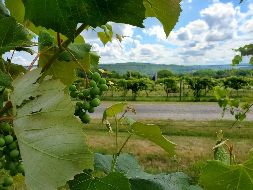 Hunt Country Vineyards photo 4