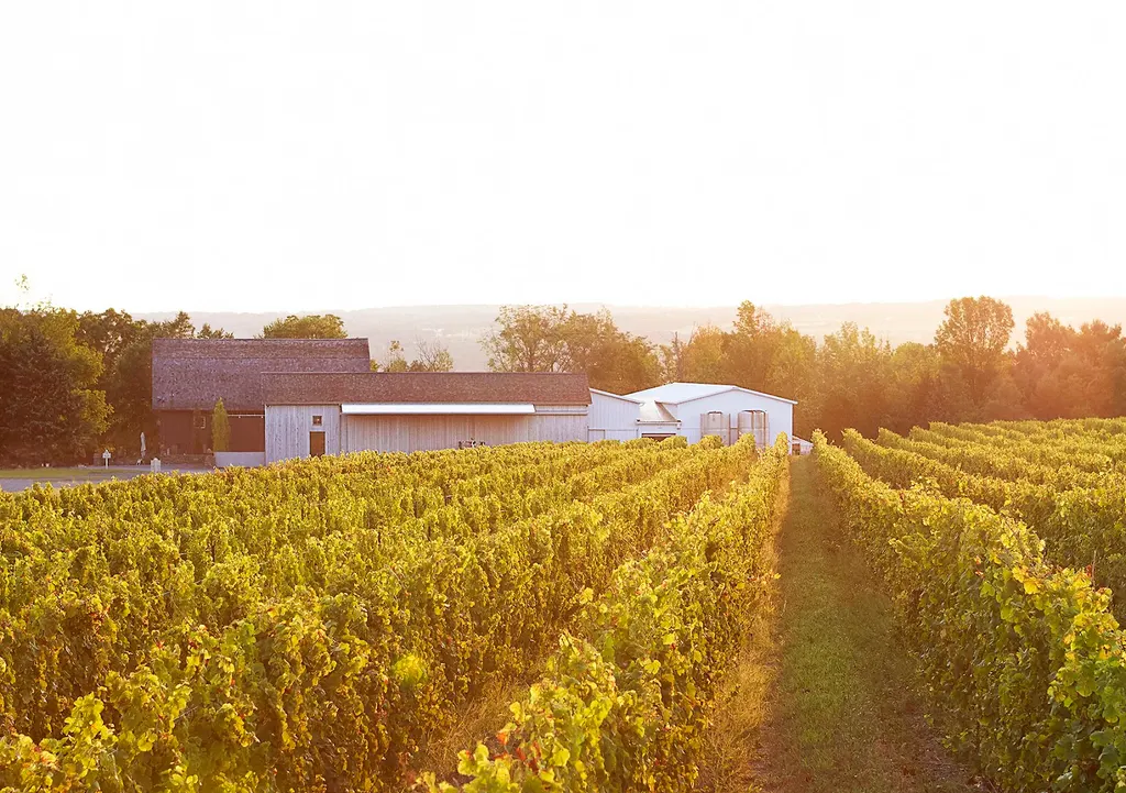 Hermann J. Wiemer Vineyard photo 2