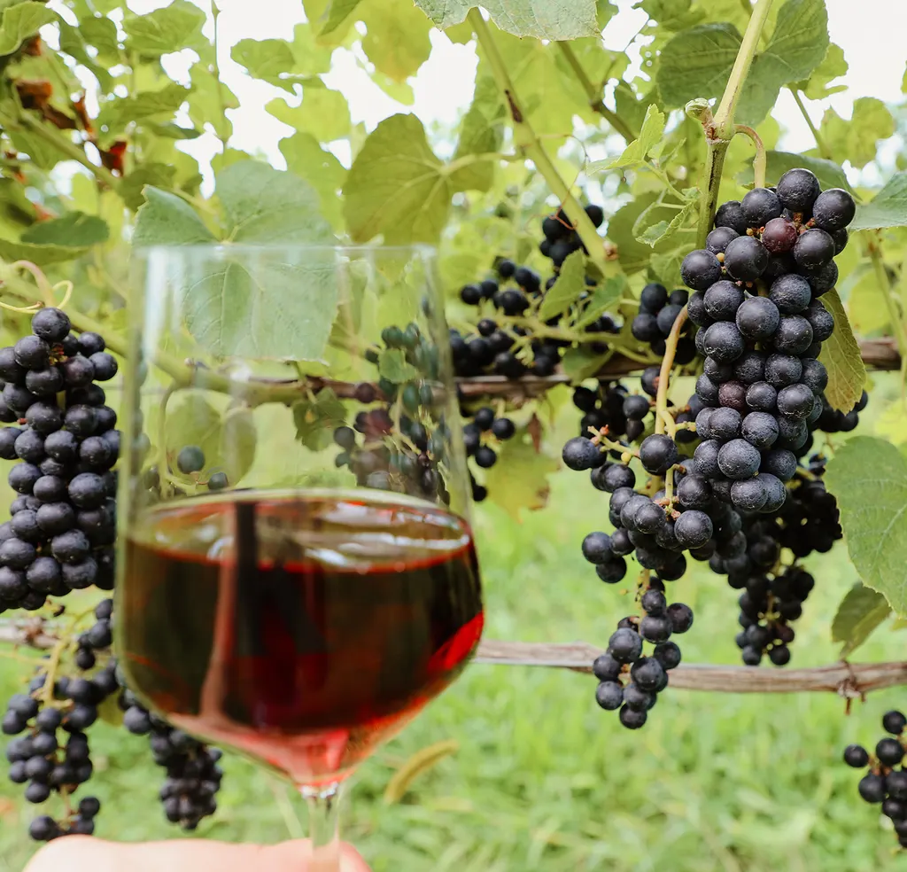 Knapp Winery photo 5