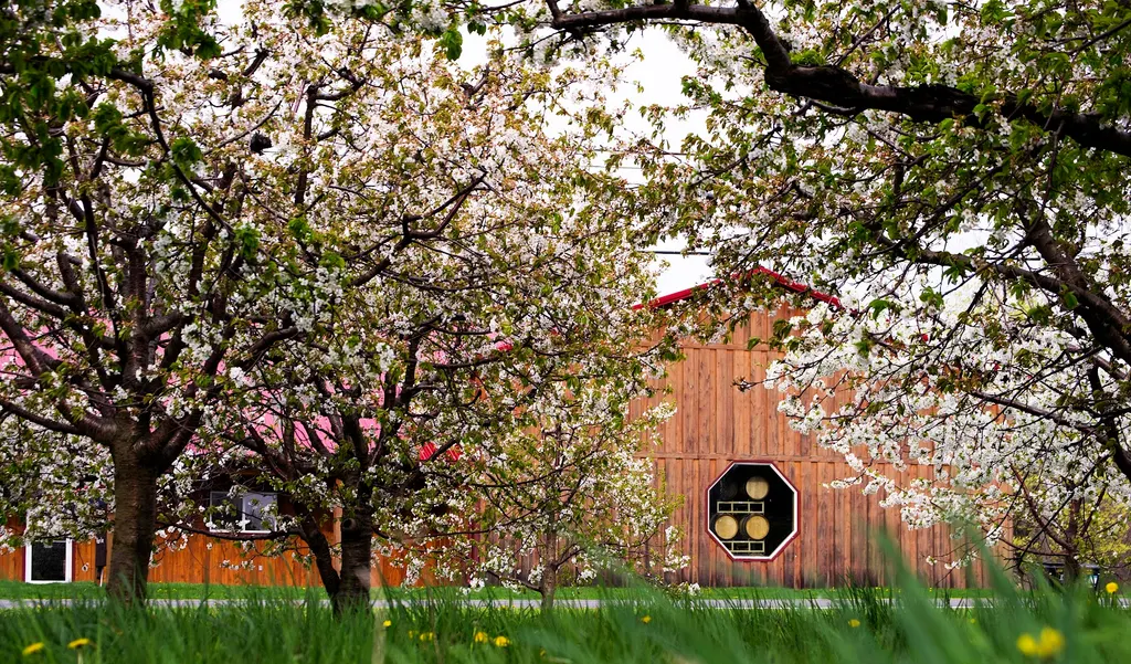 Hector Wine Company photo 5