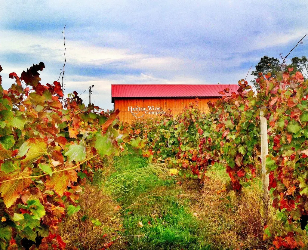 Hector Wine Company photo 4