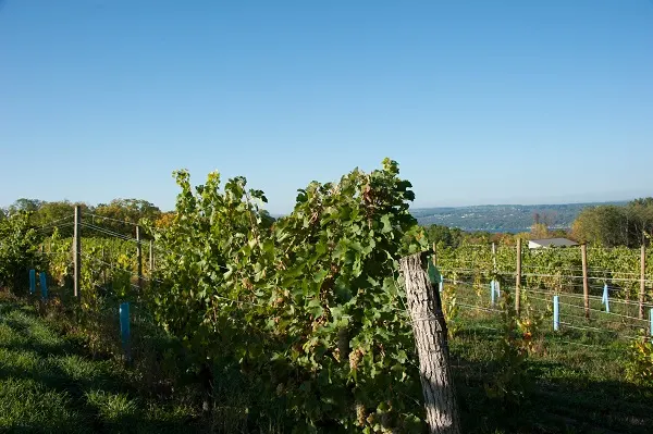 Silver Thread Vineyard & Winegarden photo 5
