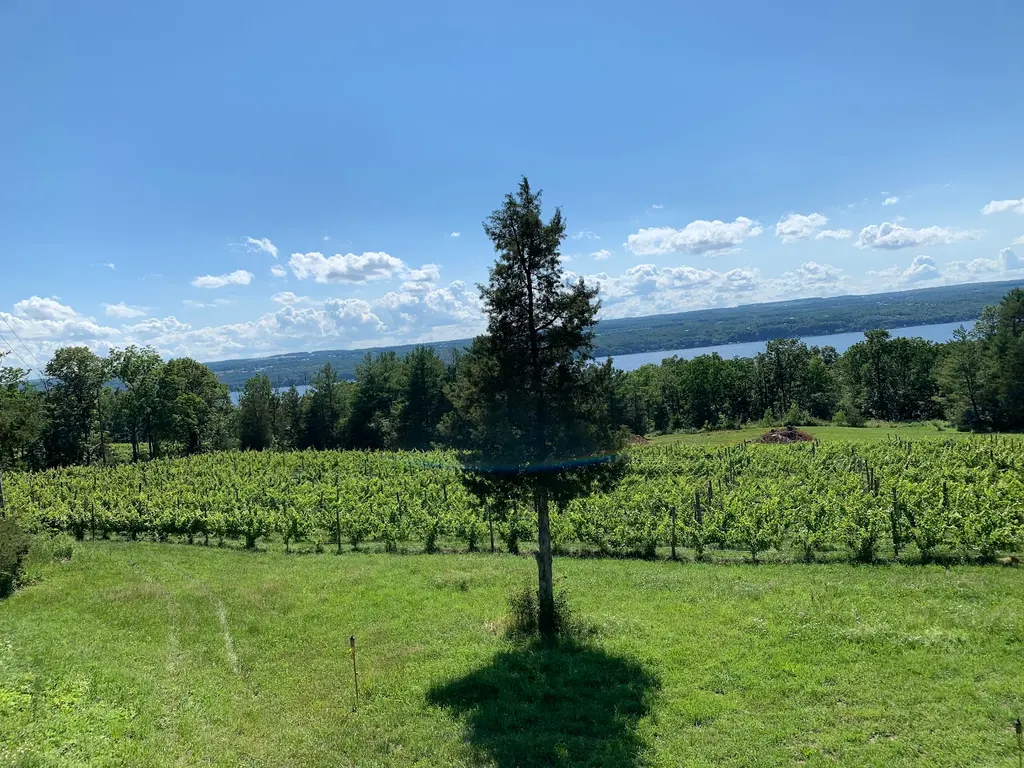 Silver Thread Vineyard & Winegarden photo 4